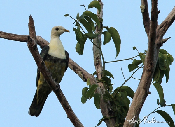 Black-backed Fruit-Dove